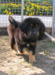 chiot de Sonate 